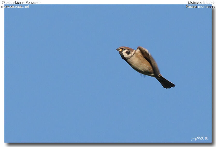 Eurasian Tree Sparrow