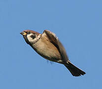 Eurasian Tree Sparrow