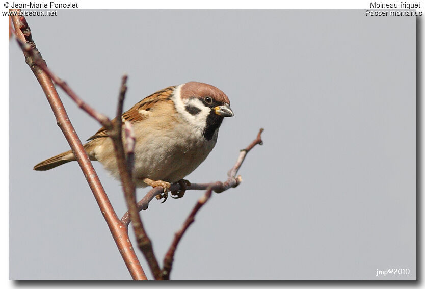 Eurasian Tree Sparrow