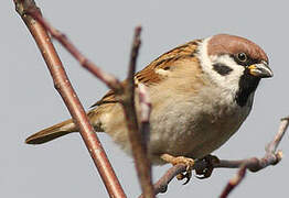 Eurasian Tree Sparrow