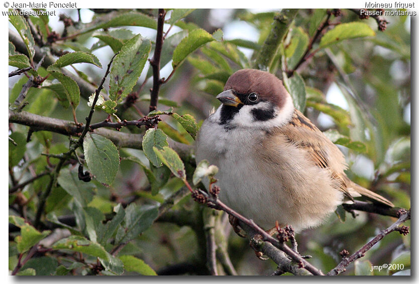 Moineau friquet