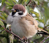 Eurasian Tree Sparrow