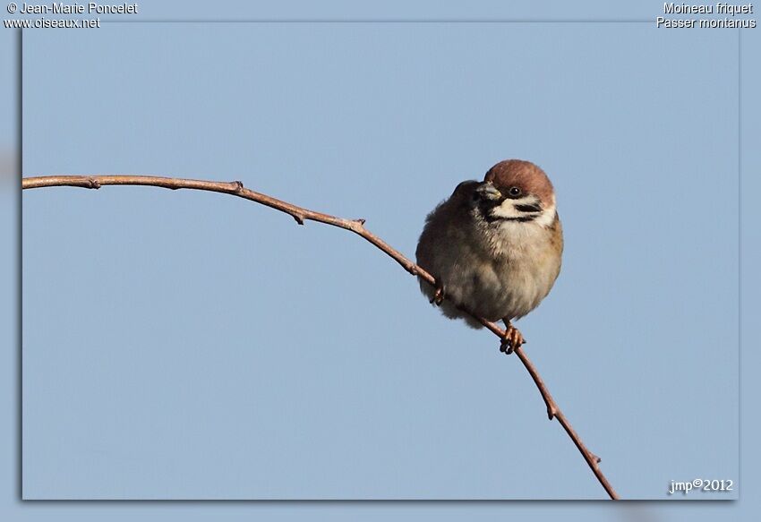 Eurasian Tree Sparrow