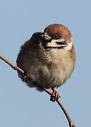 Eurasian Tree Sparrow