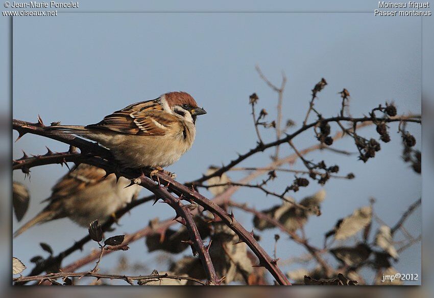 Moineau friquet