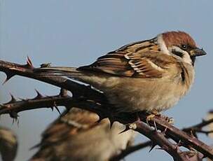 Moineau friquet