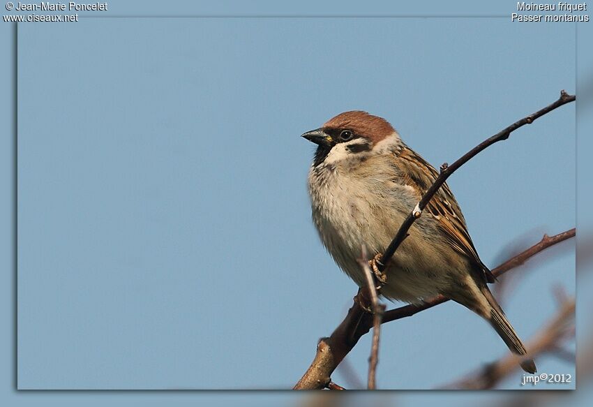 Eurasian Tree Sparrow