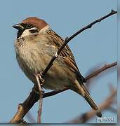 Eurasian Tree Sparrow