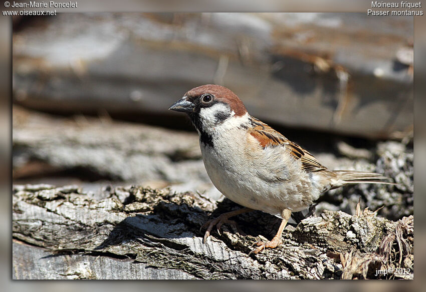 Eurasian Tree Sparrow