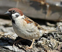 Eurasian Tree Sparrow