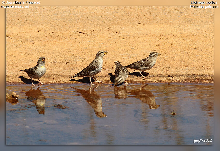 Rock Sparrow