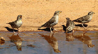 Rock Sparrow