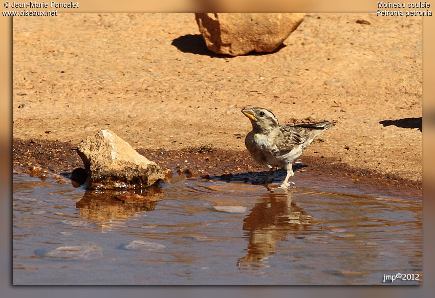 Rock Sparrow