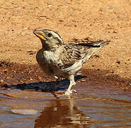 Rock Sparrow