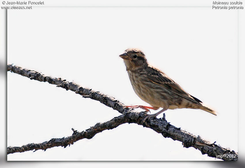 Rock Sparrow