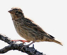 Rock Sparrow