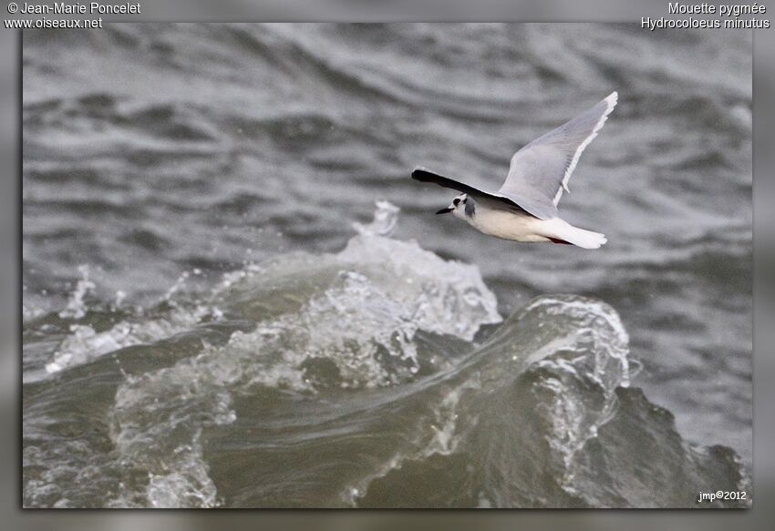 Mouette pygmée