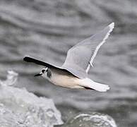 Little Gull