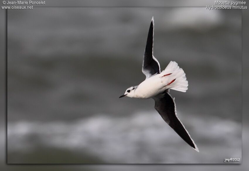 Mouette pygmée