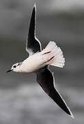 Little Gull