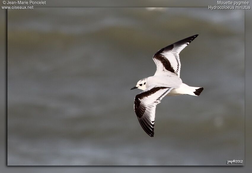 Mouette pygmée