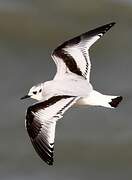 Mouette pygmée