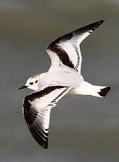 Mouette pygmée