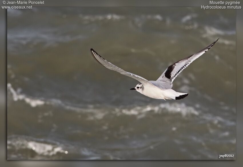 Mouette pygmée