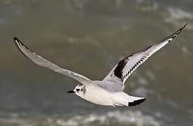 Little Gull