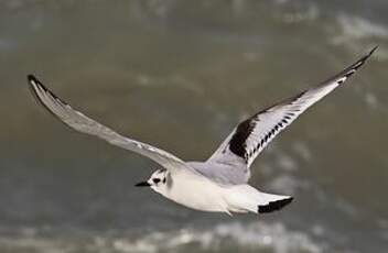 Mouette pygmée