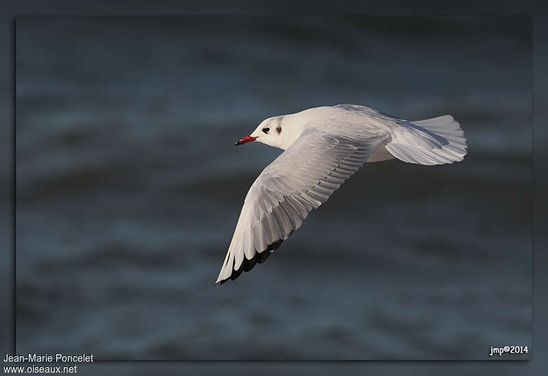 Mouette rieuseadulte internuptial, Vol