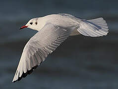 Black-headed Gull