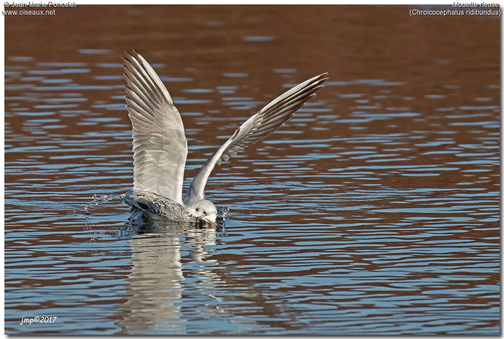 Black-headed Gull