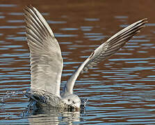 Mouette rieuse