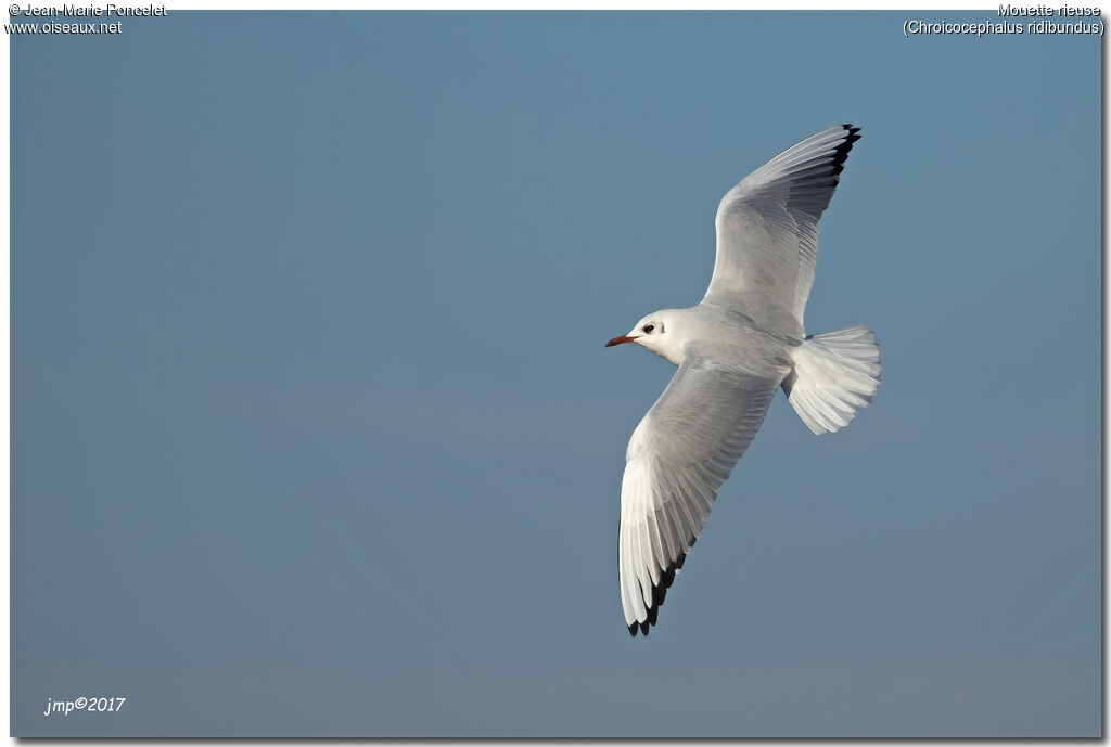 Mouette rieuse