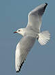 Mouette rieuse