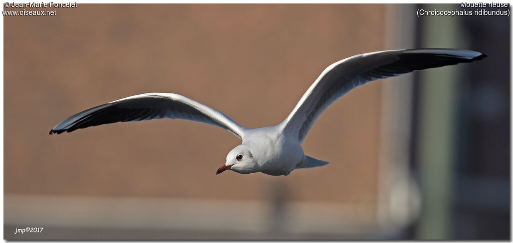 Mouette rieuse