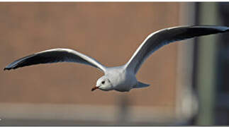 Black-headed Gull