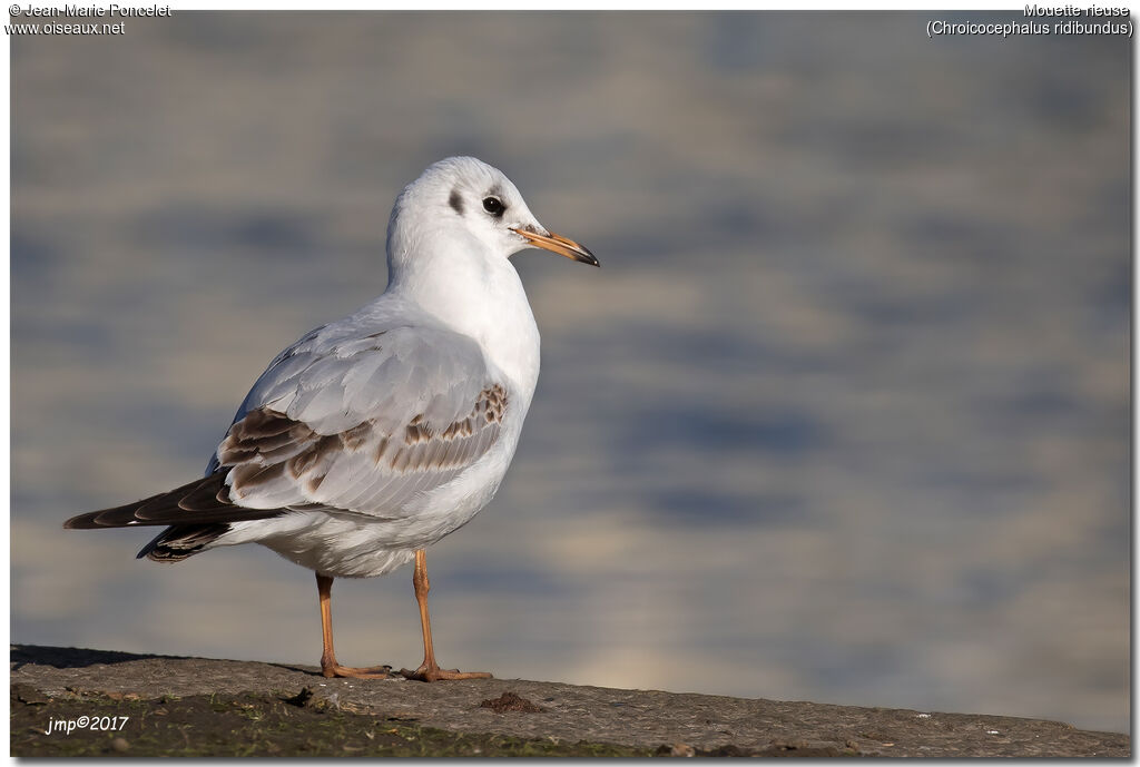 Mouette rieuse