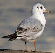 Black-headed Gull