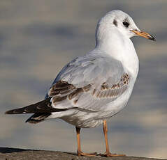 Mouette rieuse