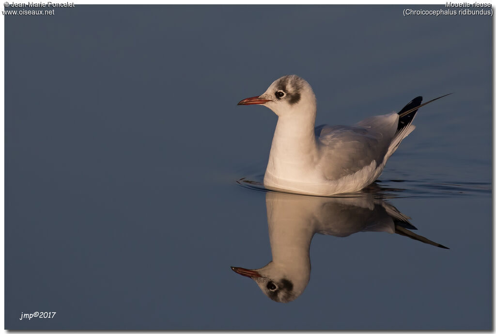 Mouette rieuse