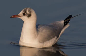 Mouette rieuse