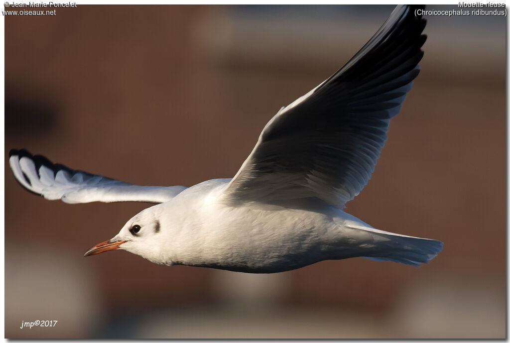 Mouette rieuse