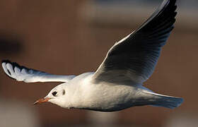 Mouette rieuse