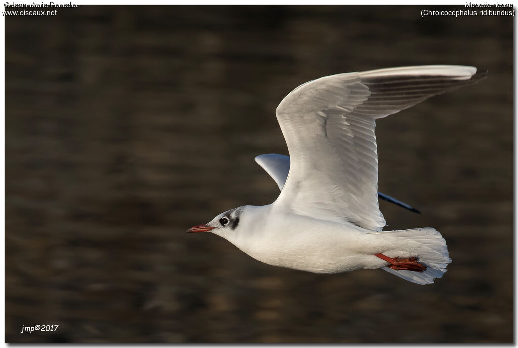 Mouette rieuse