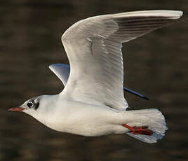 Mouette rieuse