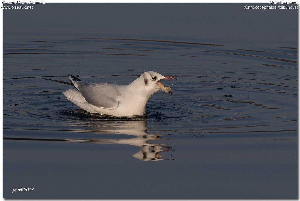 Mouette rieuse