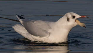 Mouette rieuse