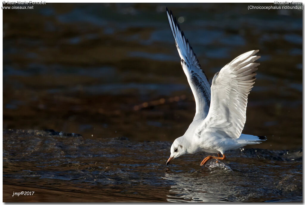 Mouette rieuse